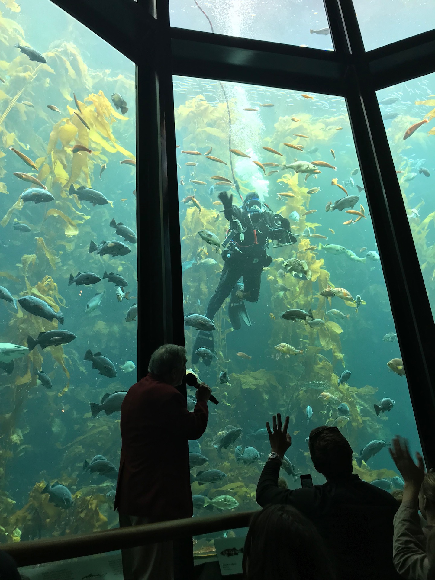 A diver feeding the fish in the giant kelp aquarium