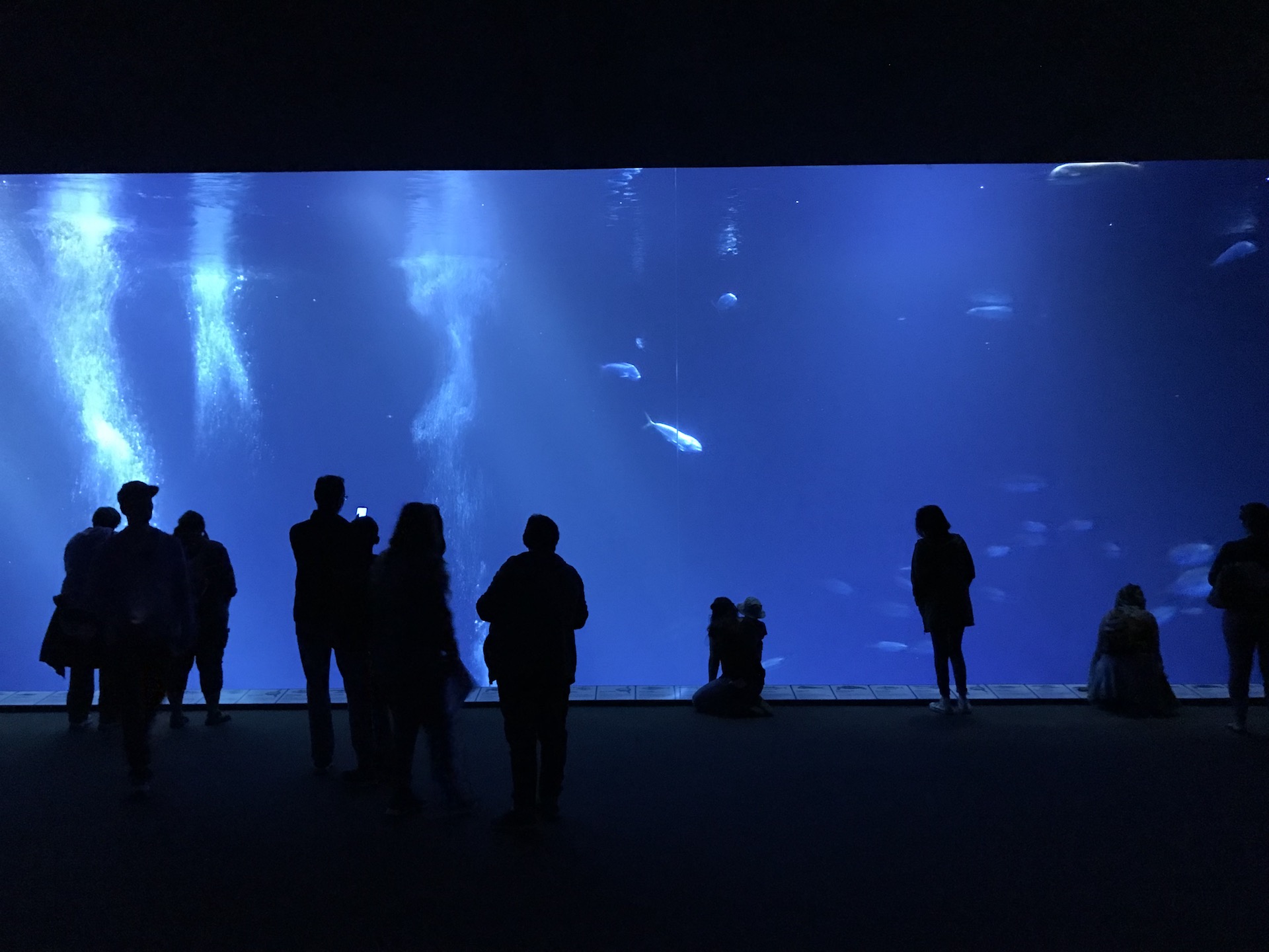 The open sea exhibit at monterey bay aquarium