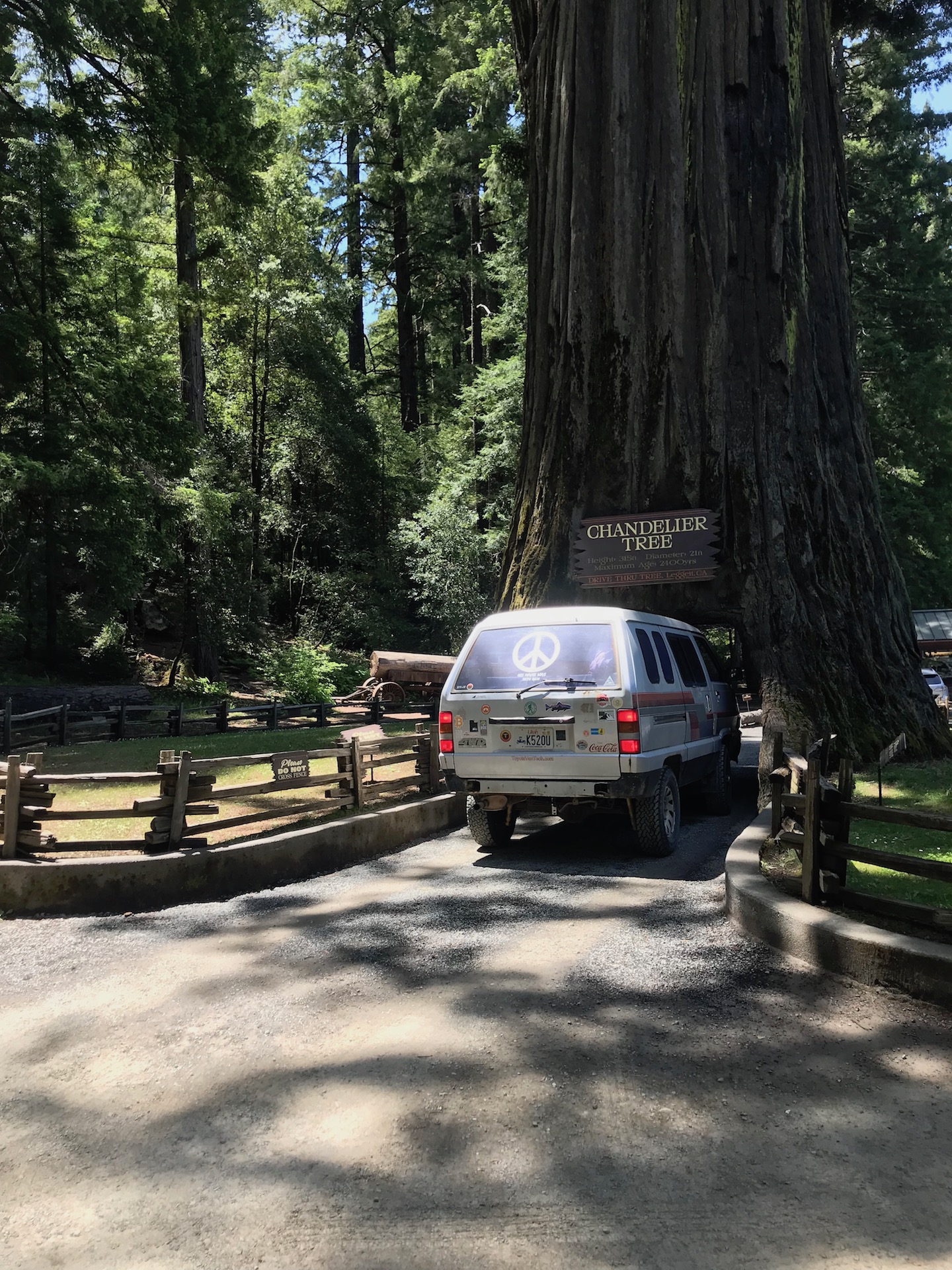 The leggett drive thru redwood tree