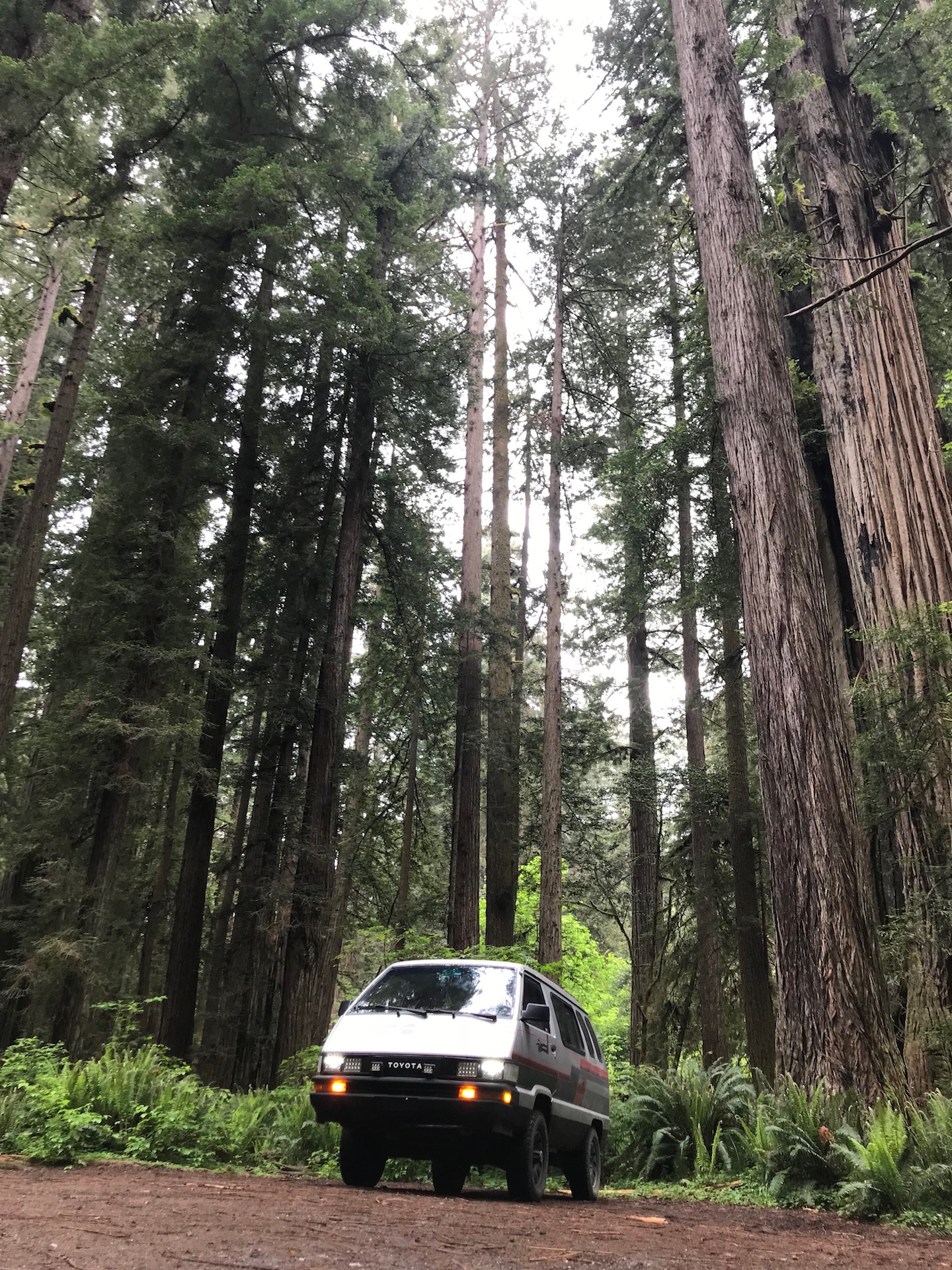 The Redwoods of the forest moon of Endor